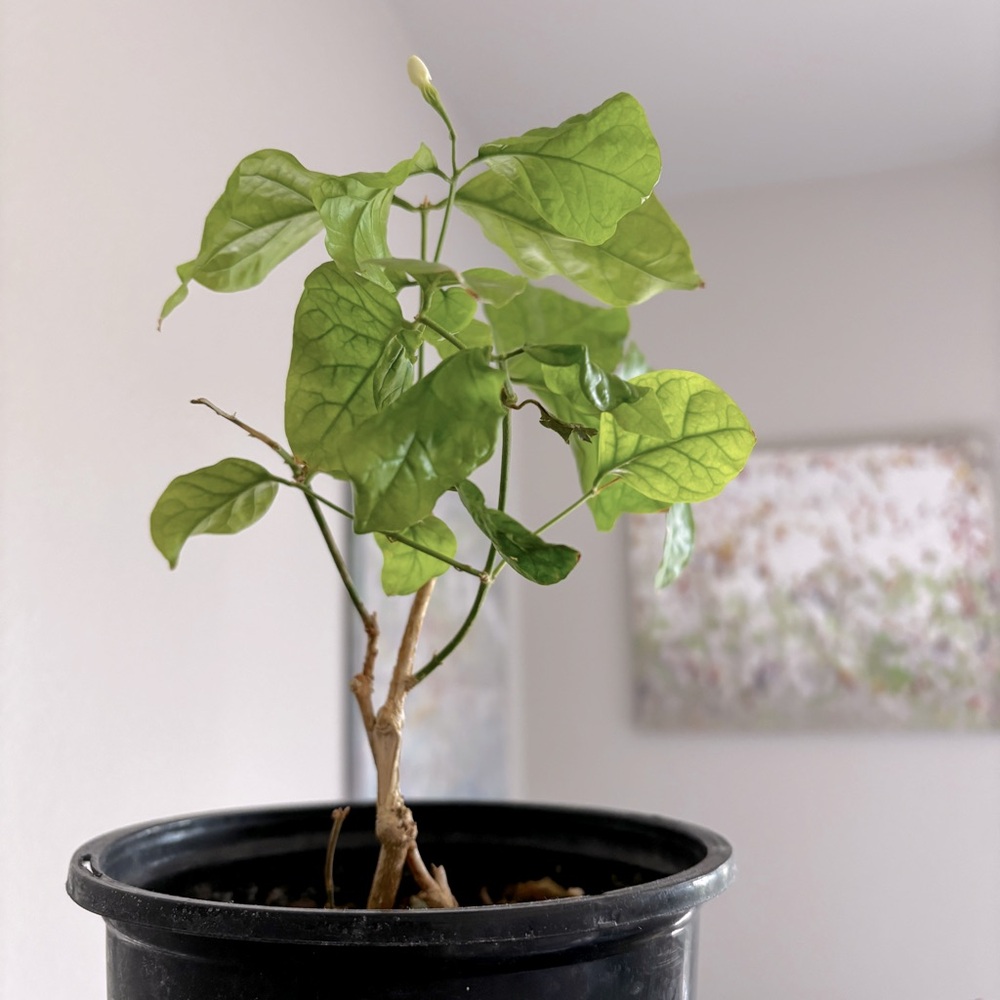 Meet your Posher, Janice